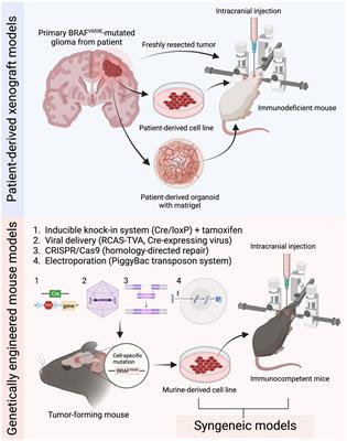 Successes and challenges in modeling heterogeneous BRAFV600E mutated central nervous system neoplasms